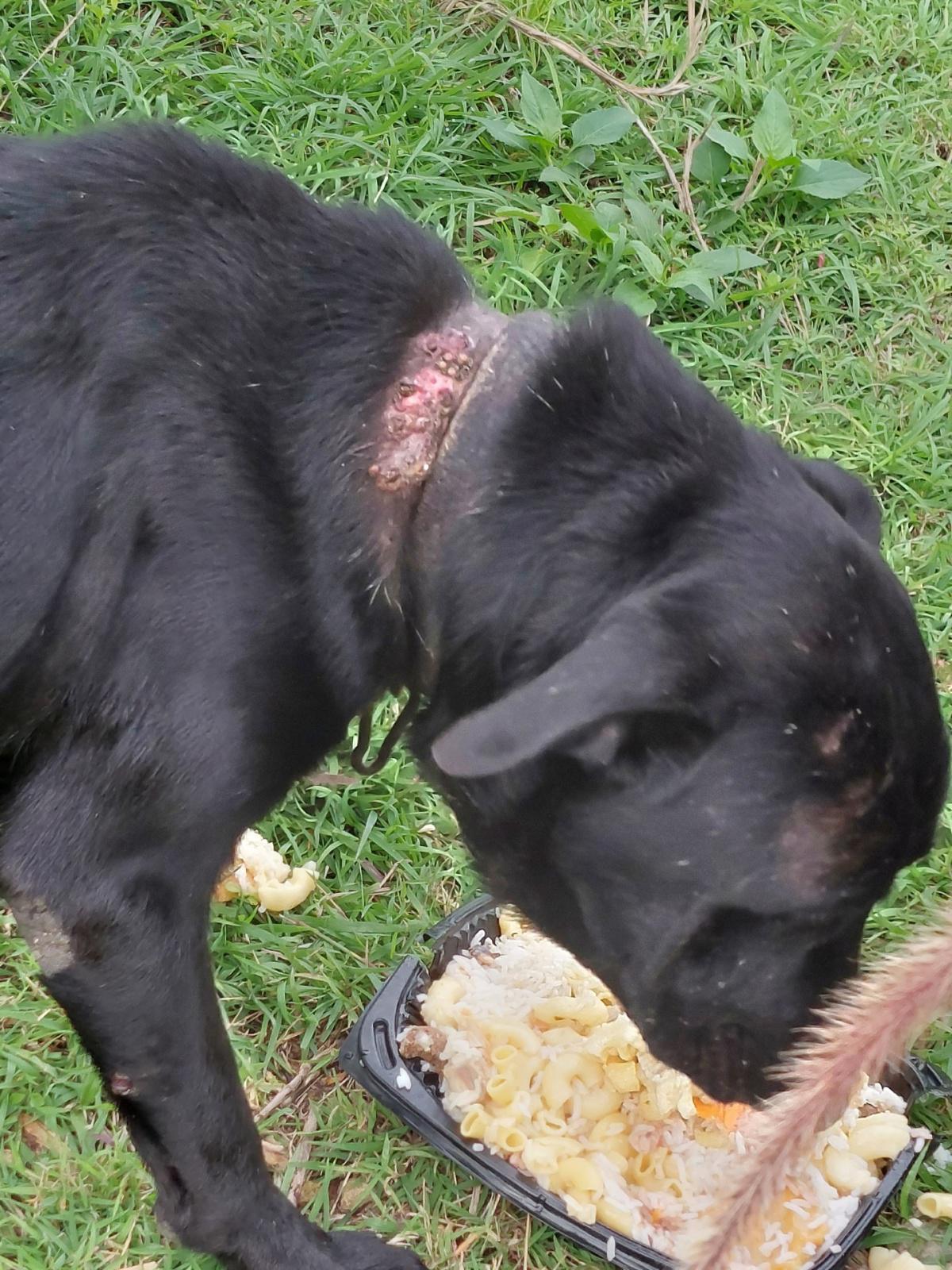 URGENT Recherche famille d'accueil pour un chien mâle blessé - GUADELOUPE