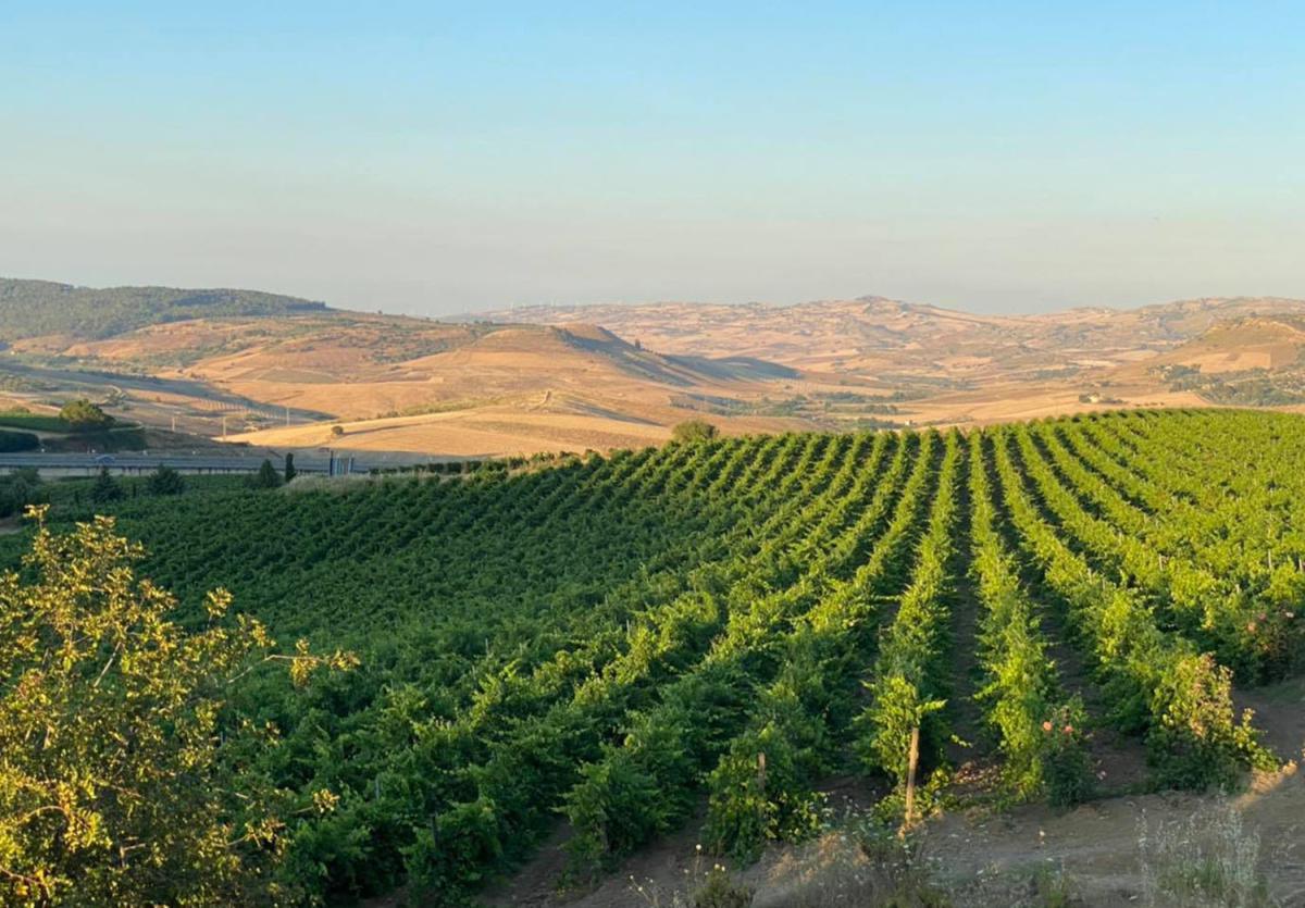 Die Domäne & Ihre Weinberge