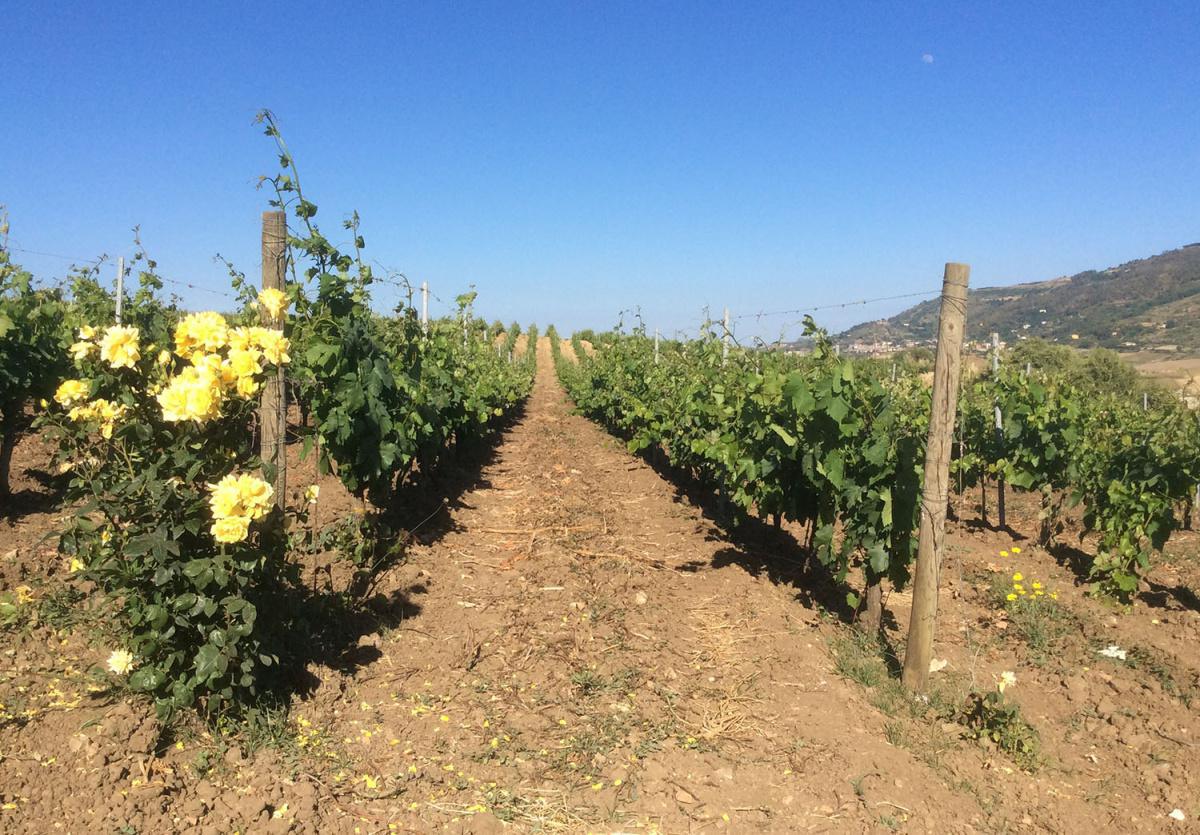 Die Domäne & Ihre Weinberge