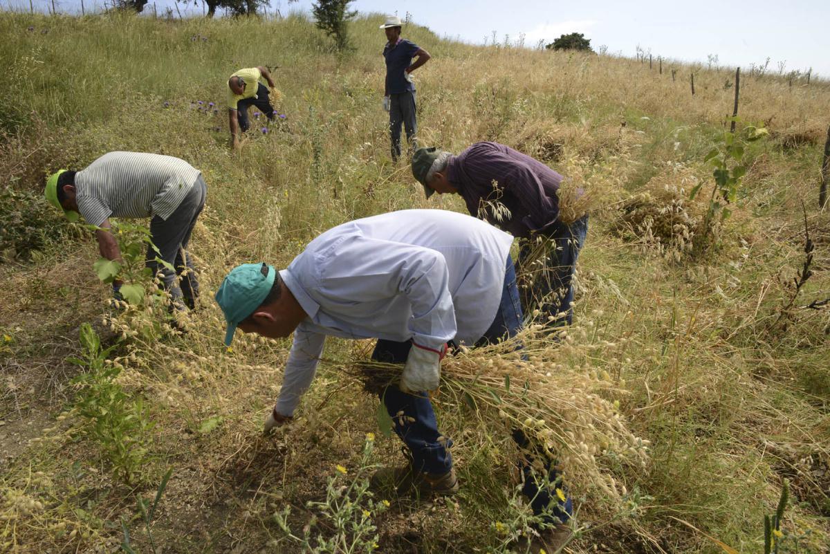 Grano e farina
