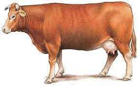 Bon de Commande : Colis de Viande en Direct de la Ferme. (à rendre avant le 24 juin 2025)