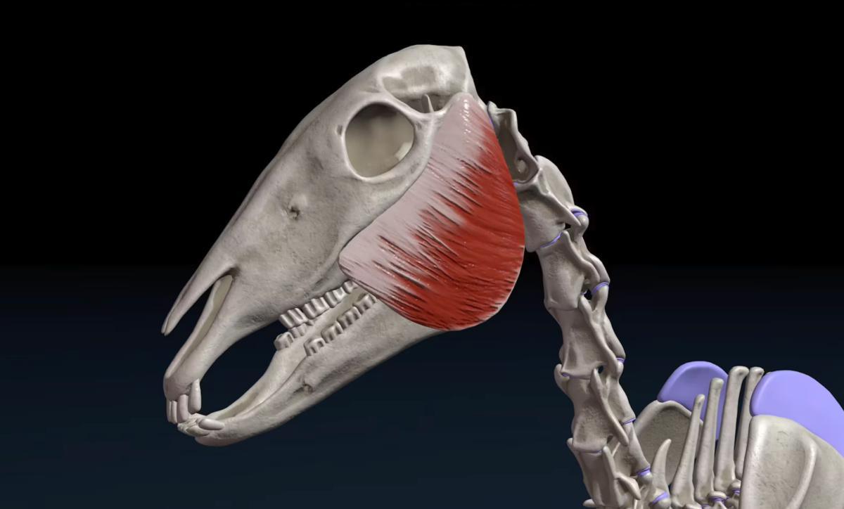 Der äussere Kaumuskel (M. masseter)