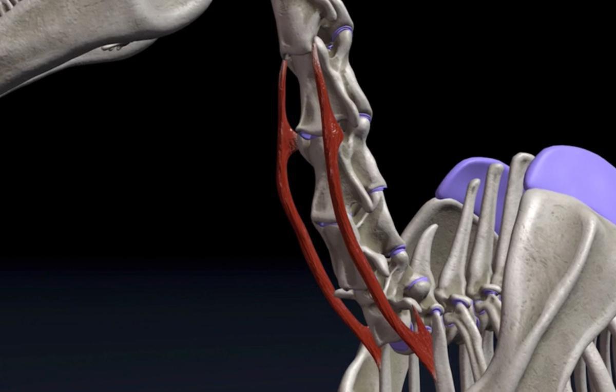 Die Treppenmuskeln (M. scaleni)