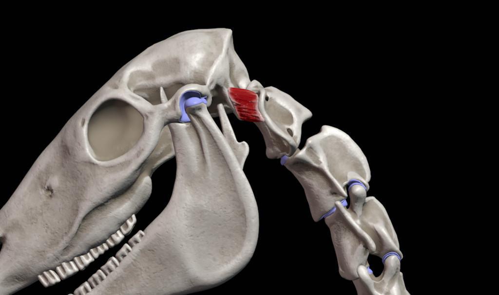 Der hintere schiefe Kopfmuskel (M. obliquus capitis cranialis) Der hintere schiefe Kopfmuskel (M. obliquus capitis cranialis)