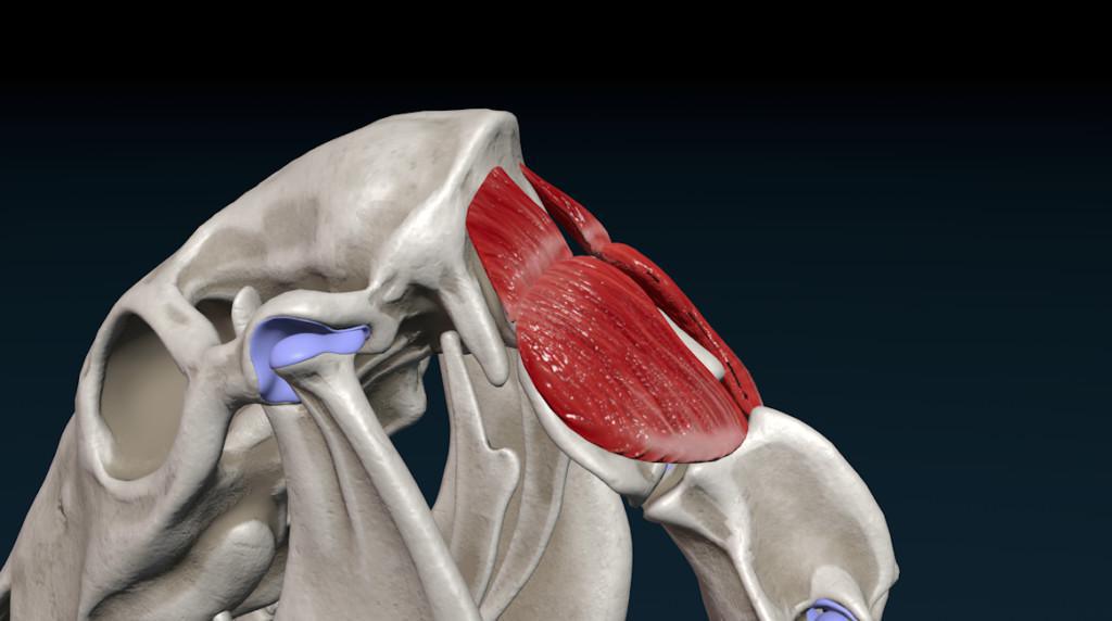 Hinterer schiefer Kopfmuskel (M. obliquus capitis caudalis) Hinterer schiefer Kopfmuskel (M. obliquus capitis caudalis)