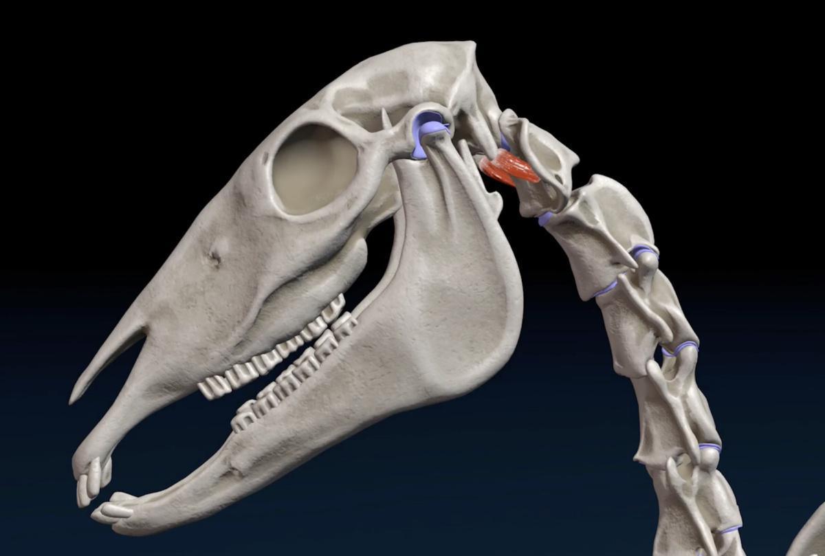 Seitlicher gerader Kopfmuskel (M. rectus capitis lateralis) Seitlicher gerader Kopfmuskel (M. rectus capitis lateralis)