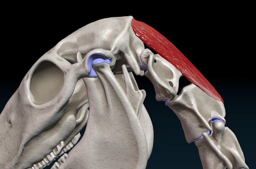 Der große gerade Kopfmuskel (M. rectus capitis dorsalis major) Der große gerade Kopfmuskel (M. rectus capitis dorsalis major)