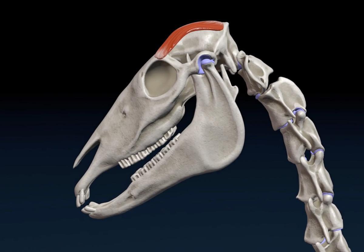 Der Schläfenmuskel (M. temporalis) Der Schläfenmuskel (M. temporalis)