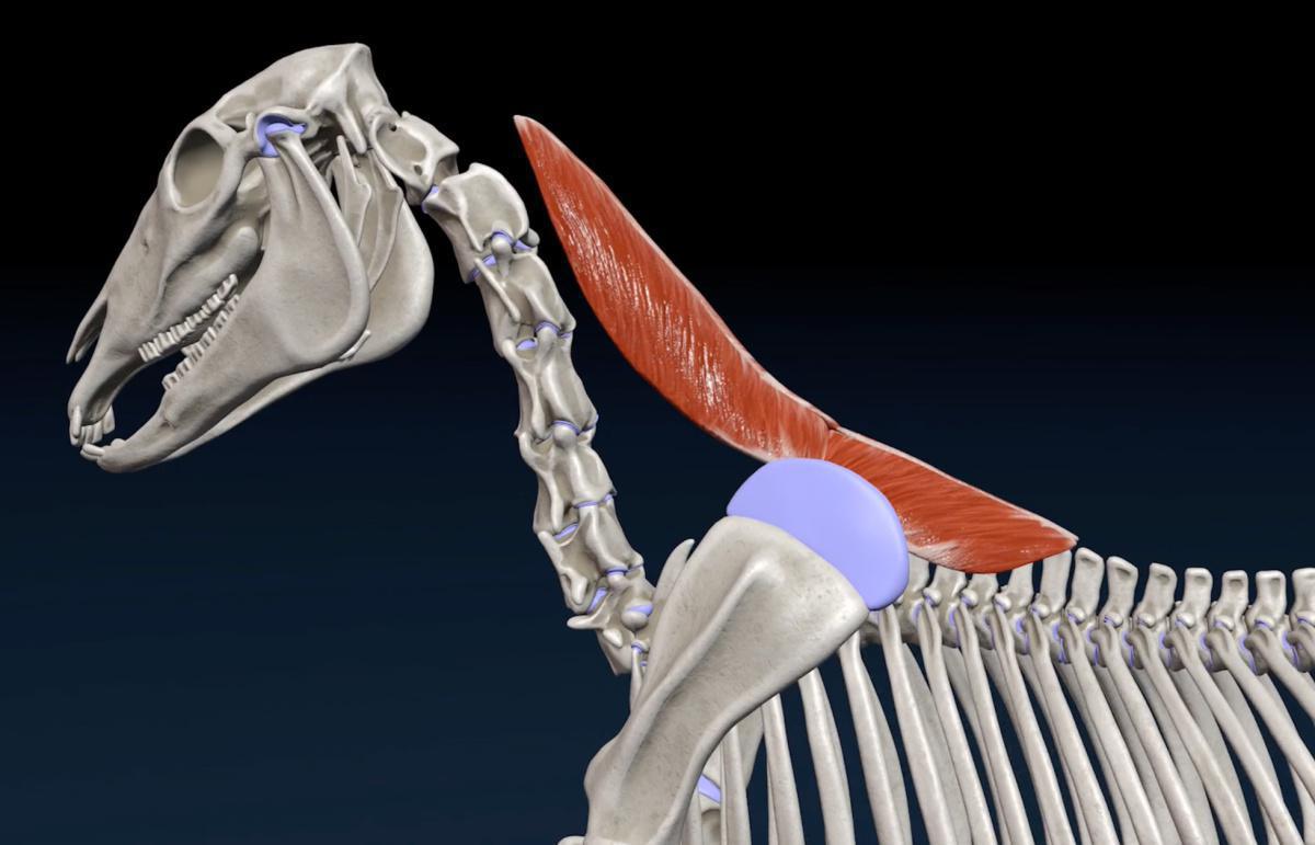 Der rautenförmige Muskel (M. rhomboideus)