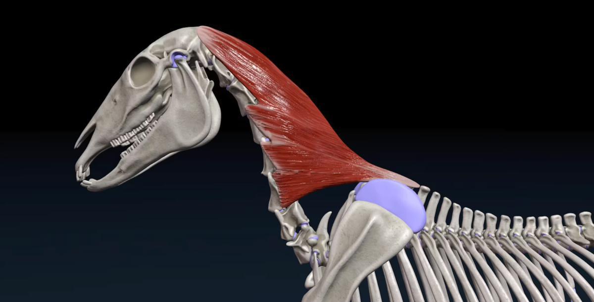 Der Riemenmuskel (M. splenius) Der Riemenmuskel (M. splenius)