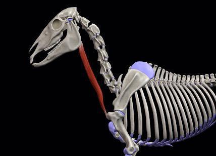 Brustbein-Kopfmuskel (M. sternomandibularis)