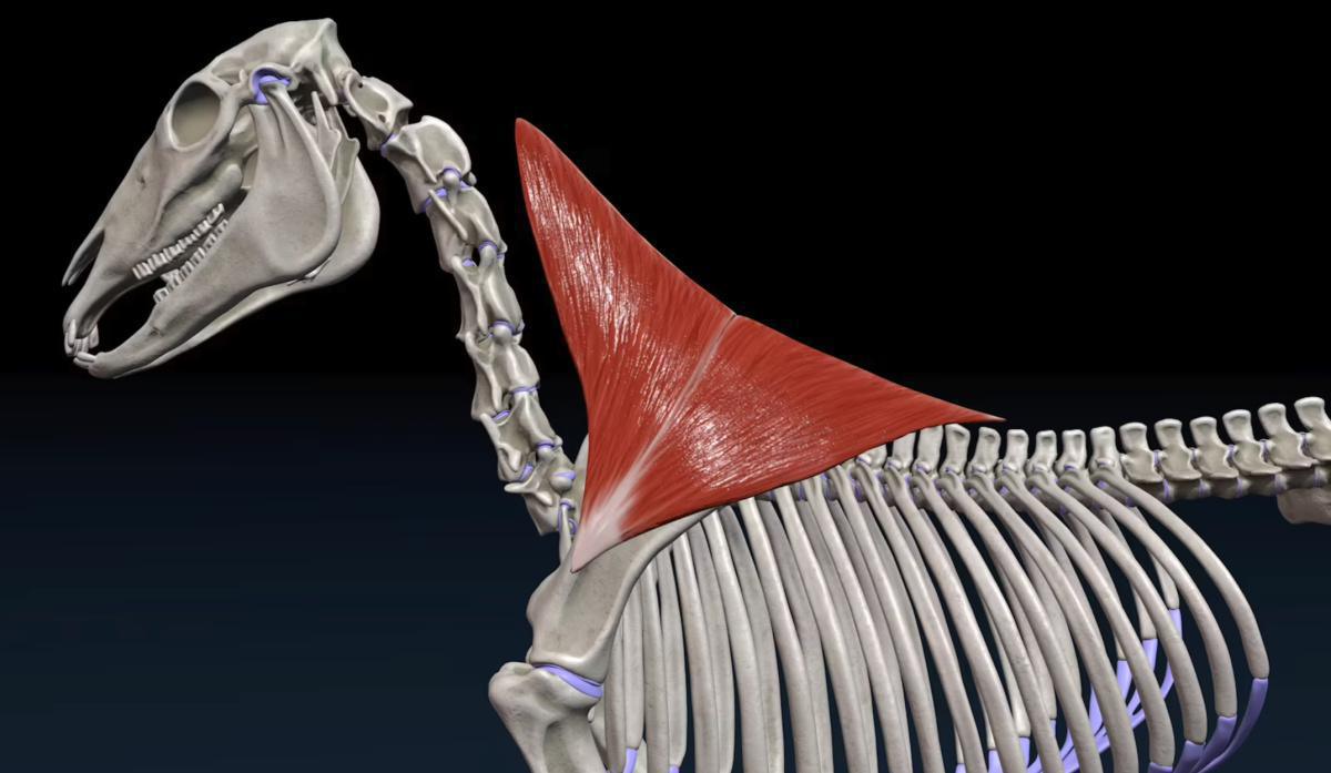 Der Trapezmuskel (M. Trapezius) Der Trapezmuskel (M. Trapezius)