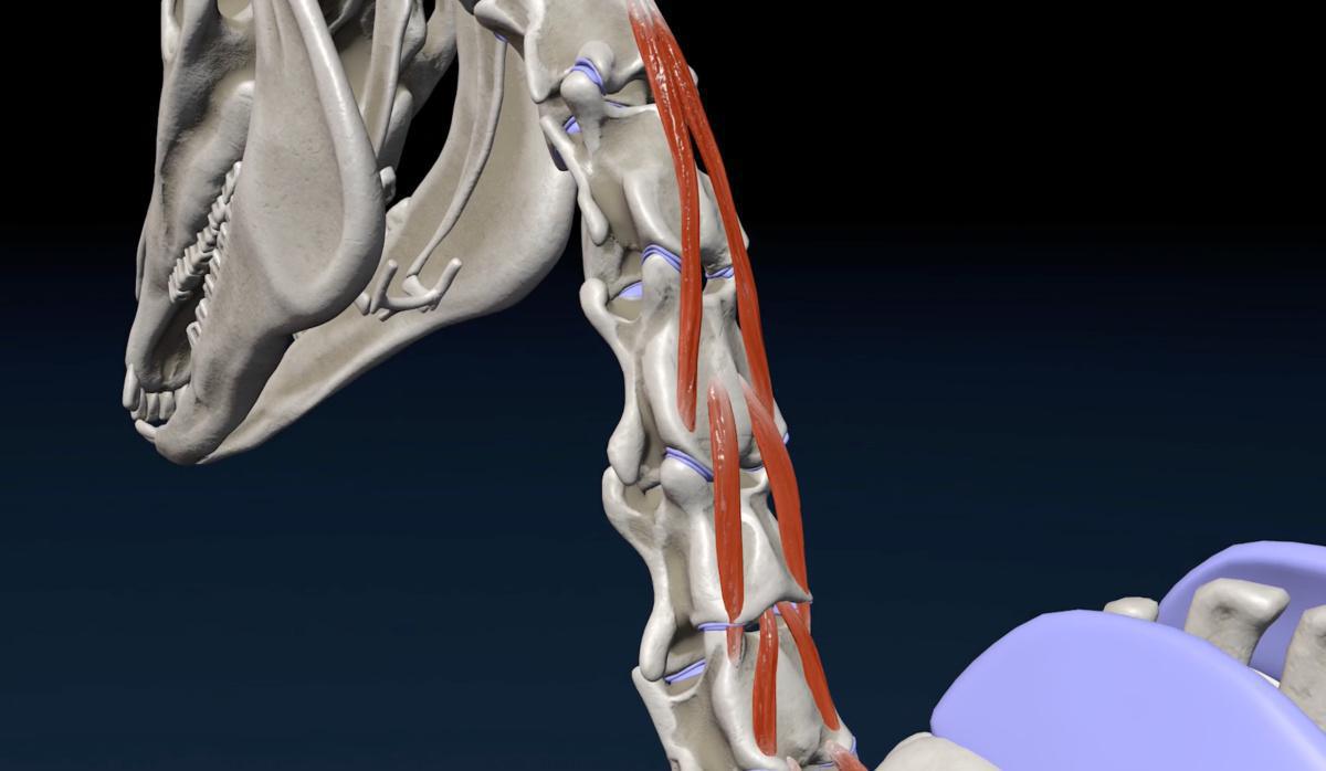 Der vielästige Muskel (Mm. multifidus cervicis)