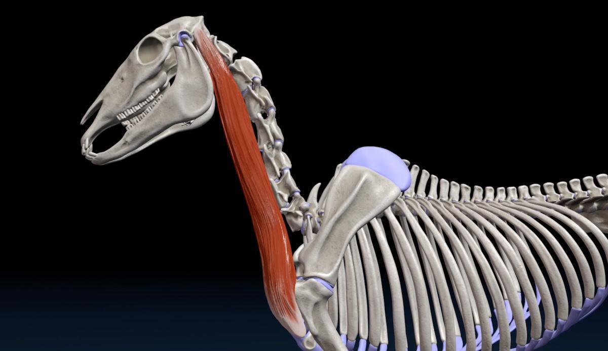 Der Arm-Kopfmuskel (M. Brachiocephalicus) Der Arm-Kopfmuskel (M. Brachiocephalicus)