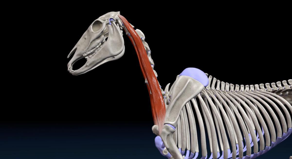 Der Schulter-Halsmuskel / Schulter-Wirbelquerfortsatzmsukel (M. Omotransversarius)