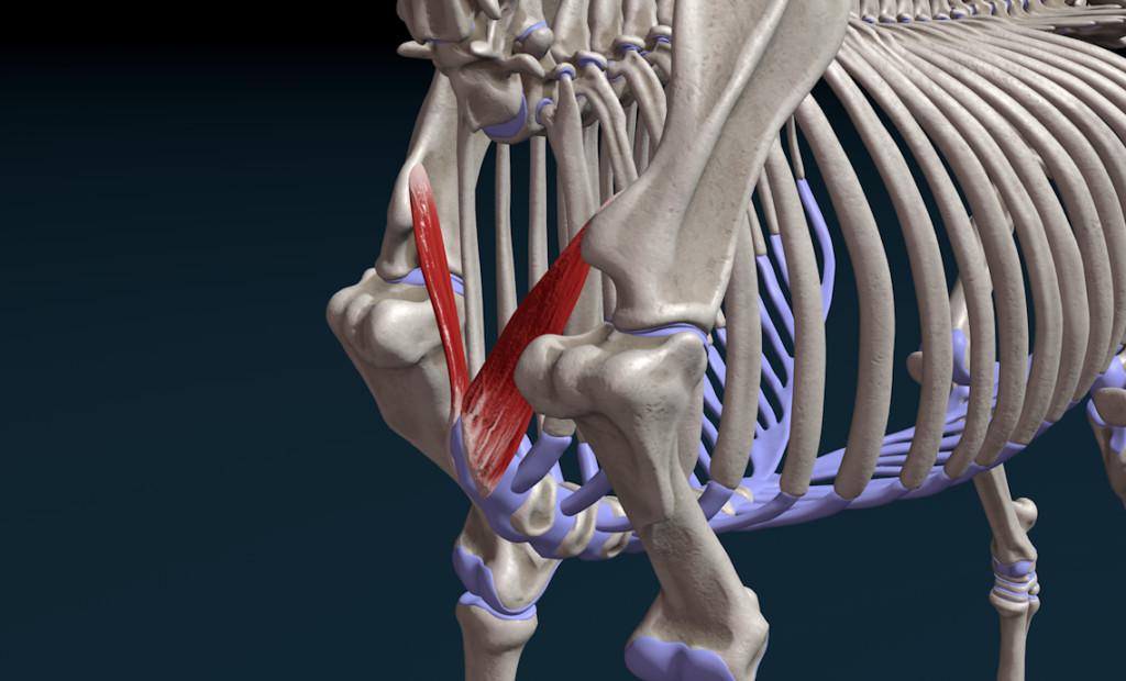 Der Unterschlüsselbeinmuskel (M. subclavius)