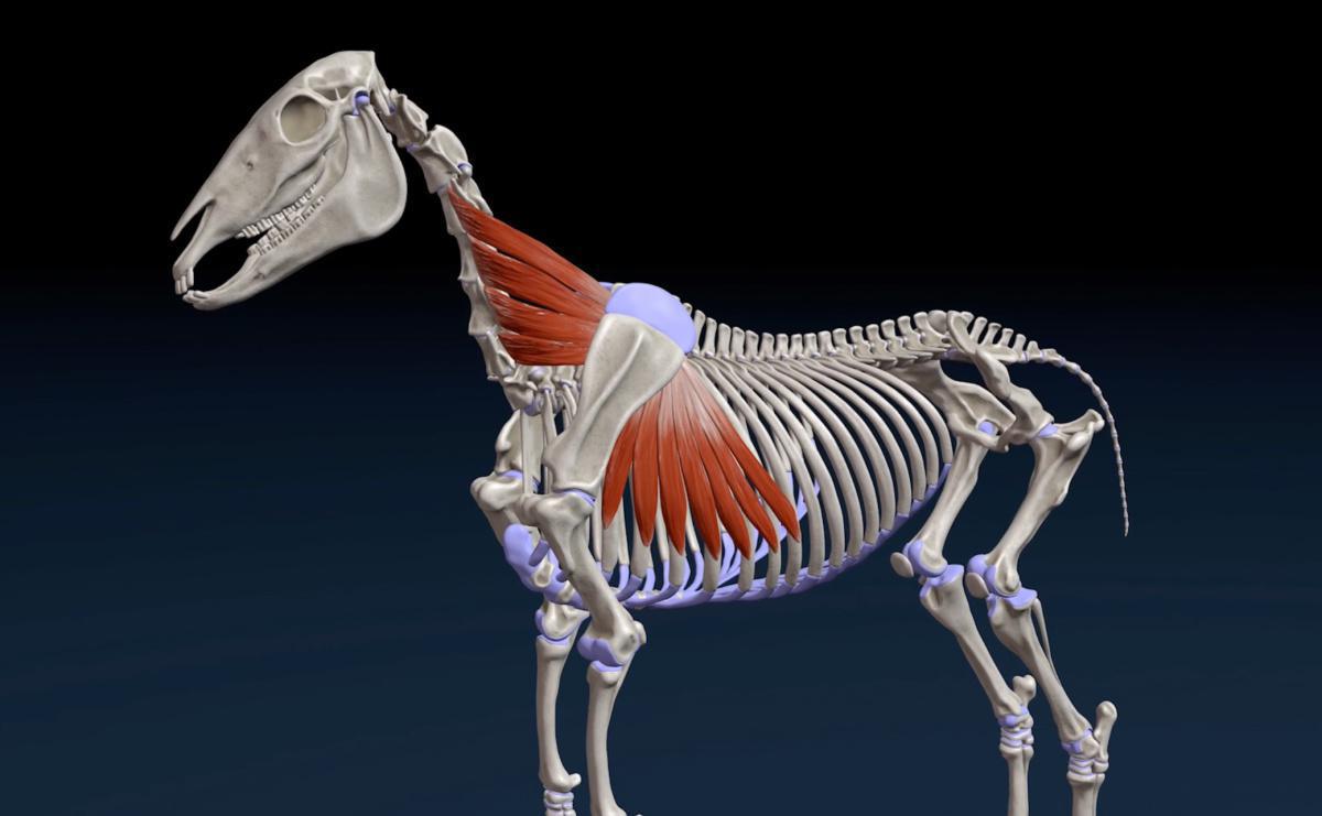 Der gesägte Rumpfmuskel (M. serratus ventralis et thoracis)