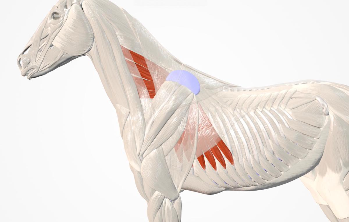 Der gesägte Rumpfmuskel (M. serratus ventralis et thoracis)