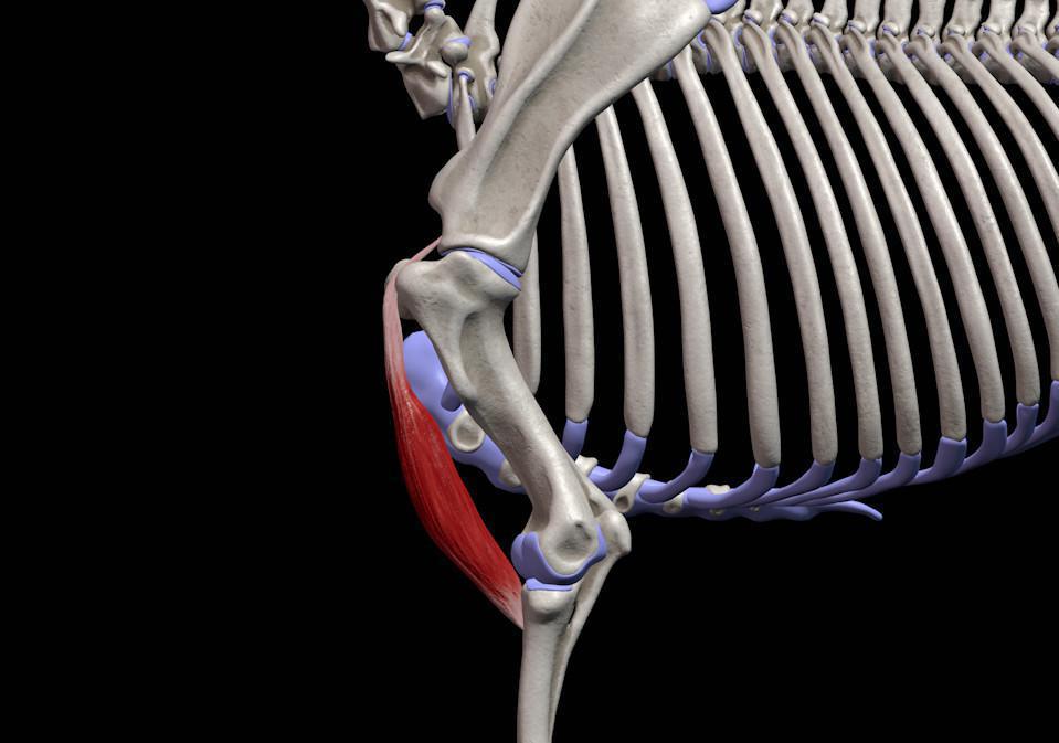 Der zweiköpfige Muskel (M. biceps brachii)