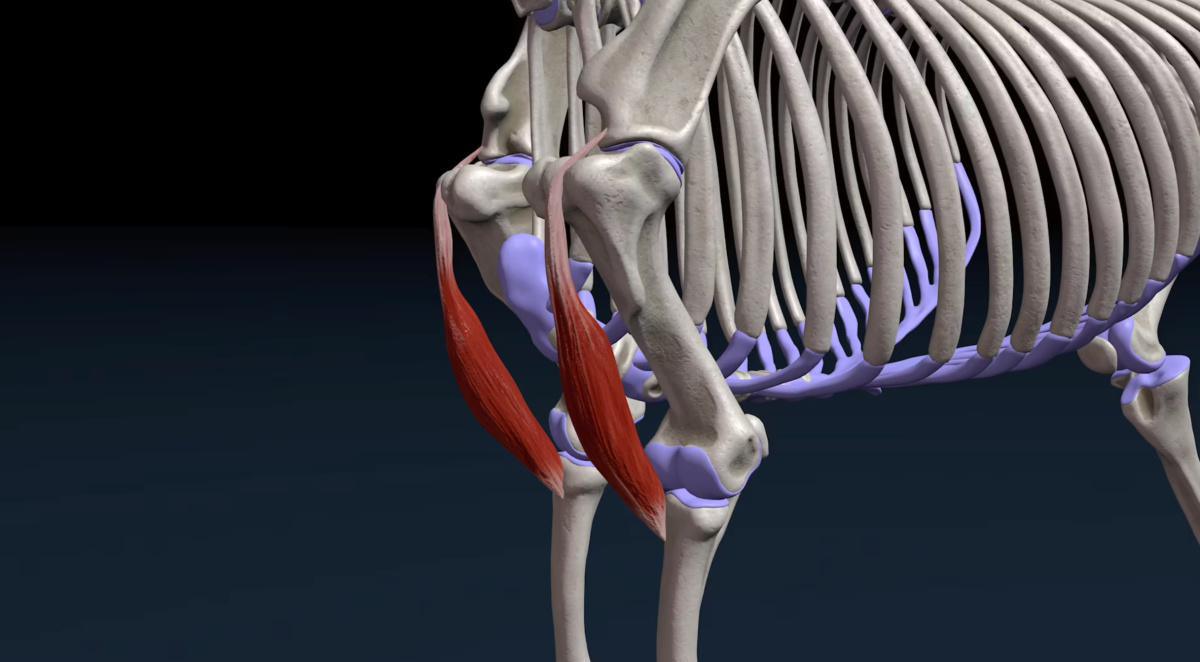 Der zweiköpfige Muskel (M. biceps brachii)