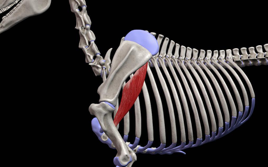 Großer Rundmuskel (M. teres major)