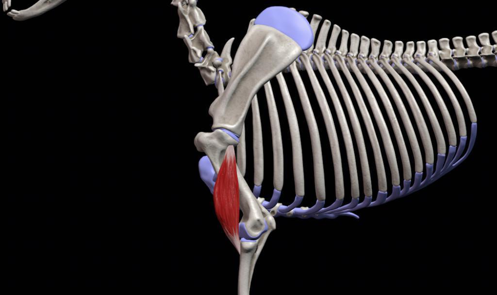 Der Oberarmmuskel (M. brachialis) Der Oberarmmuskel (M. brachialis)