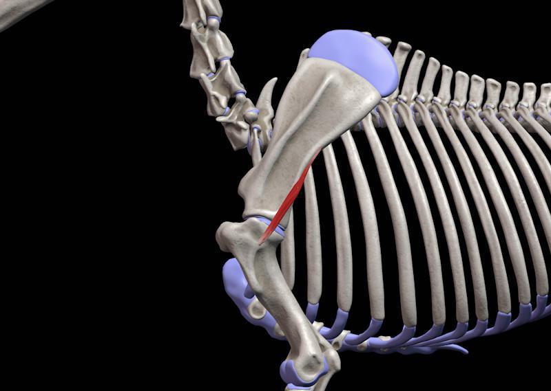 Kleiner Rundmuskel (M. teres minor)