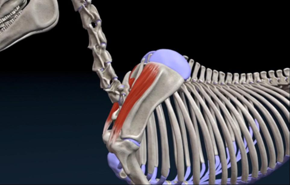 Der obere Grätenmuskel (M. supraspinatus)