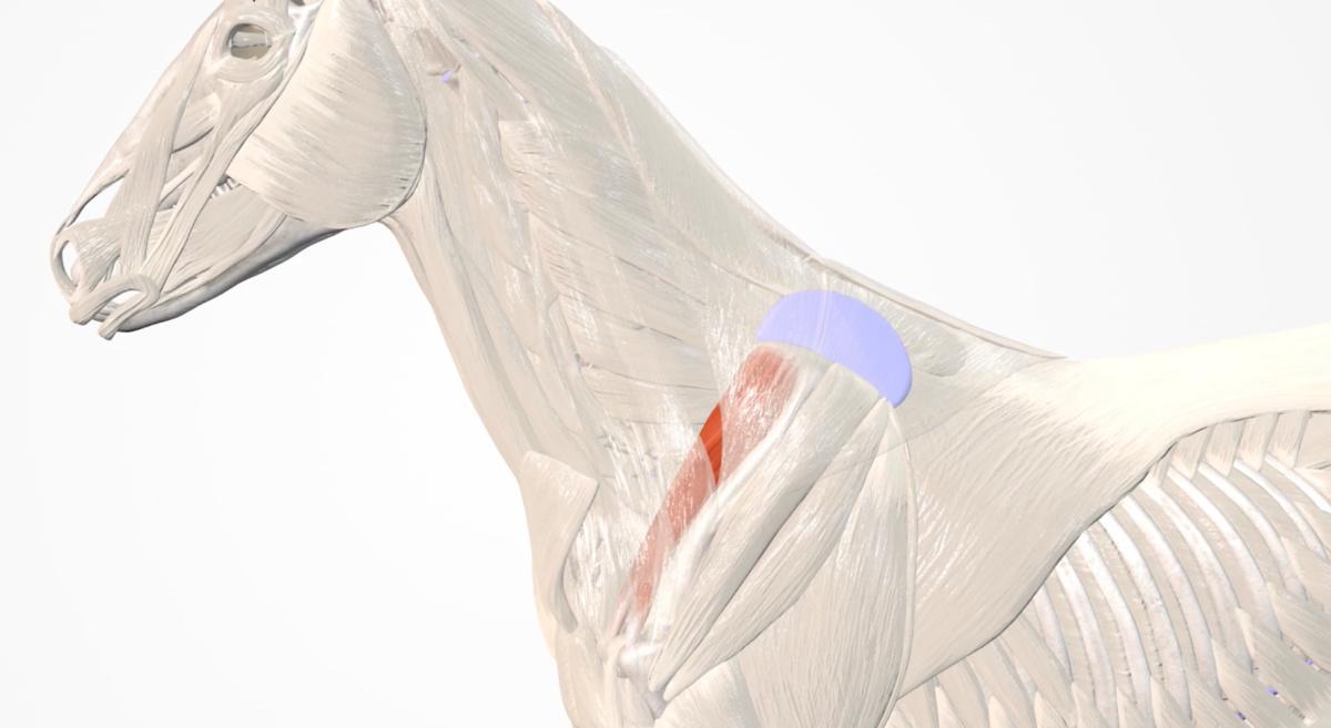 Der obere Grätenmuskel (M. supraspinatus)