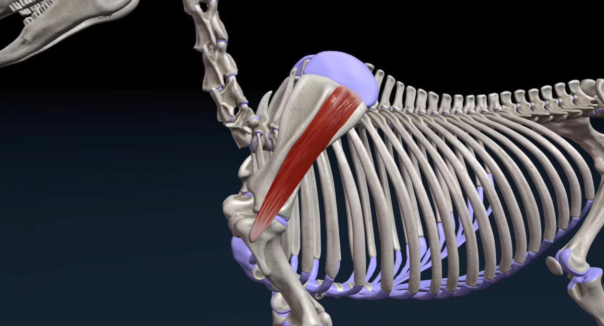 Der untere Grätenmuskel (M. infraspinatus) Der untere Grätenmuskel (M. infraspinatus)