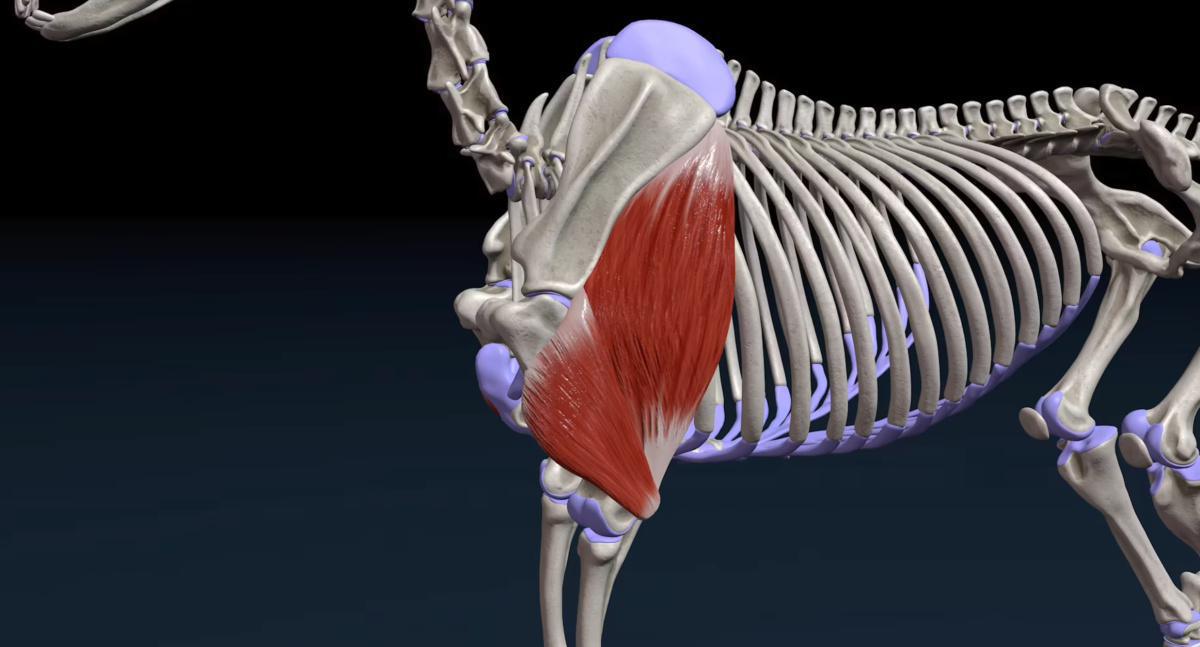 Der dreiköpfige Oberarmmuskel (M. trizeps brachii)