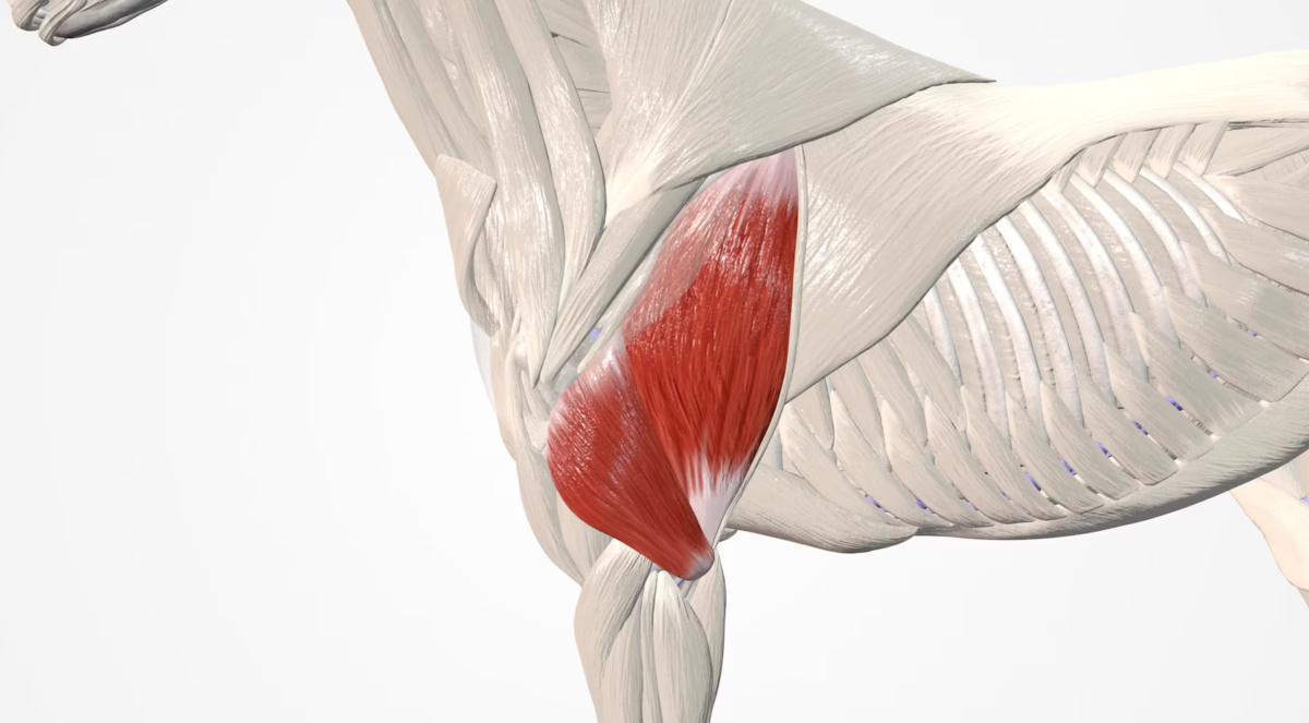 Der dreiköpfige Oberarmmuskel (M. trizeps brachii)