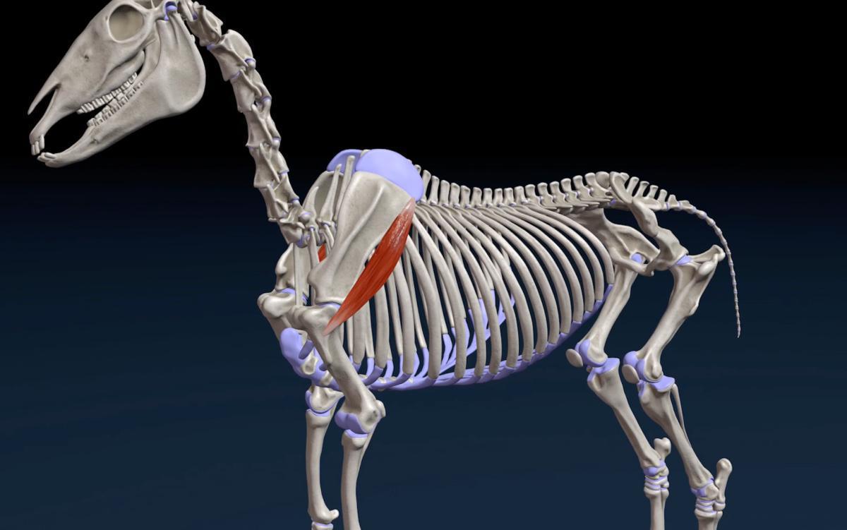 Der Deltamuskel (M. deltoideus)