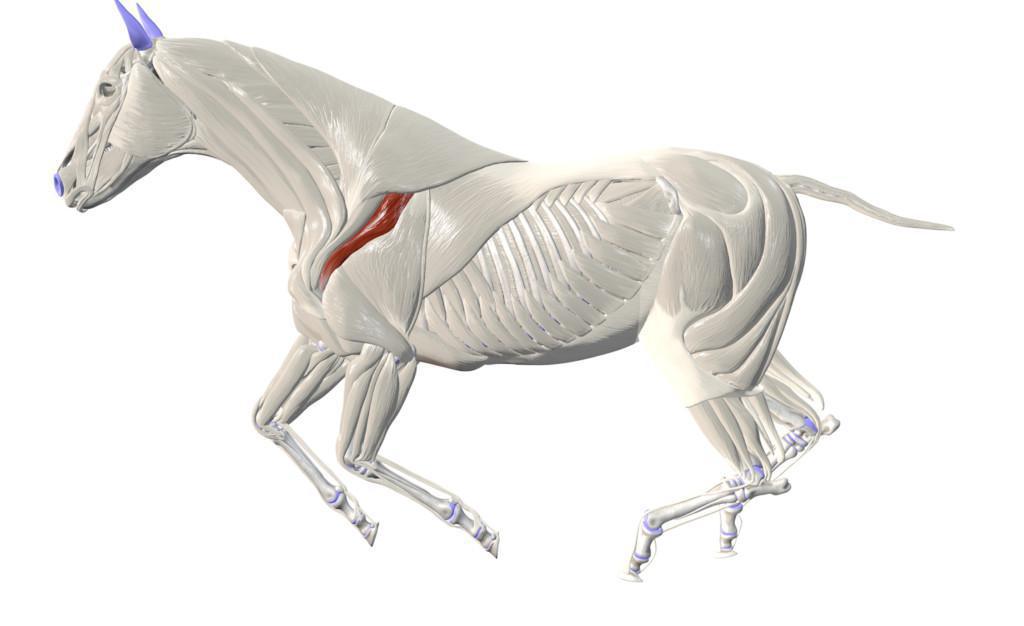 Der Deltamuskel (M. deltoideus)