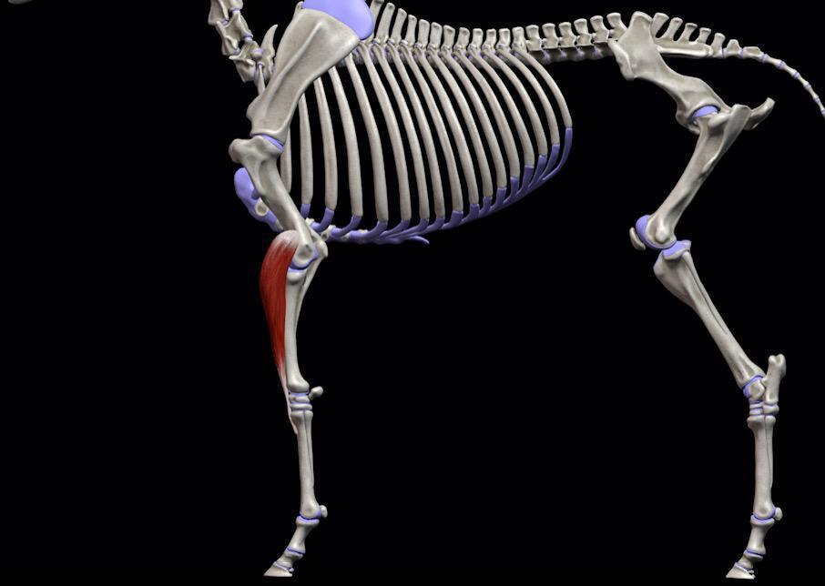 Äußerer Speichenmuskel (M. extensor carpi radialis) Äußerer Speichenmuskel (M. extensor carpi radialis)