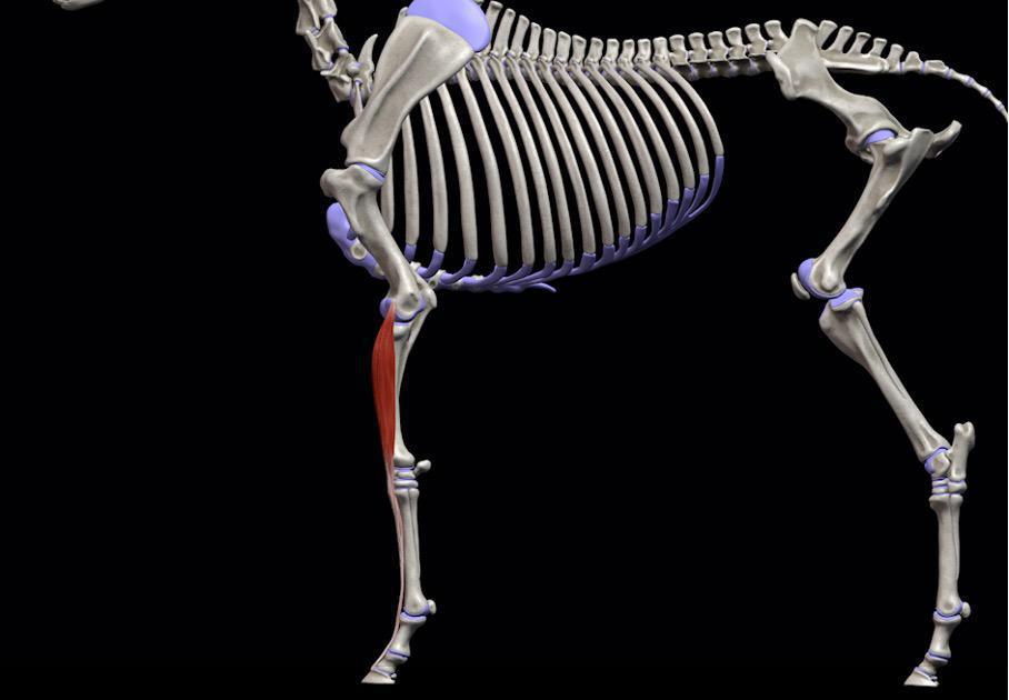 Der gemeinsame Zehenstrecker (M. extensor digitalis communis)