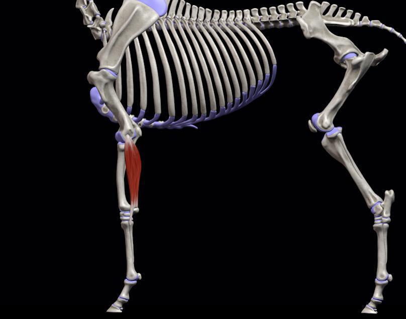 Äußerer Ellenbogenmuskel (M. extensor carpi ulnaris)