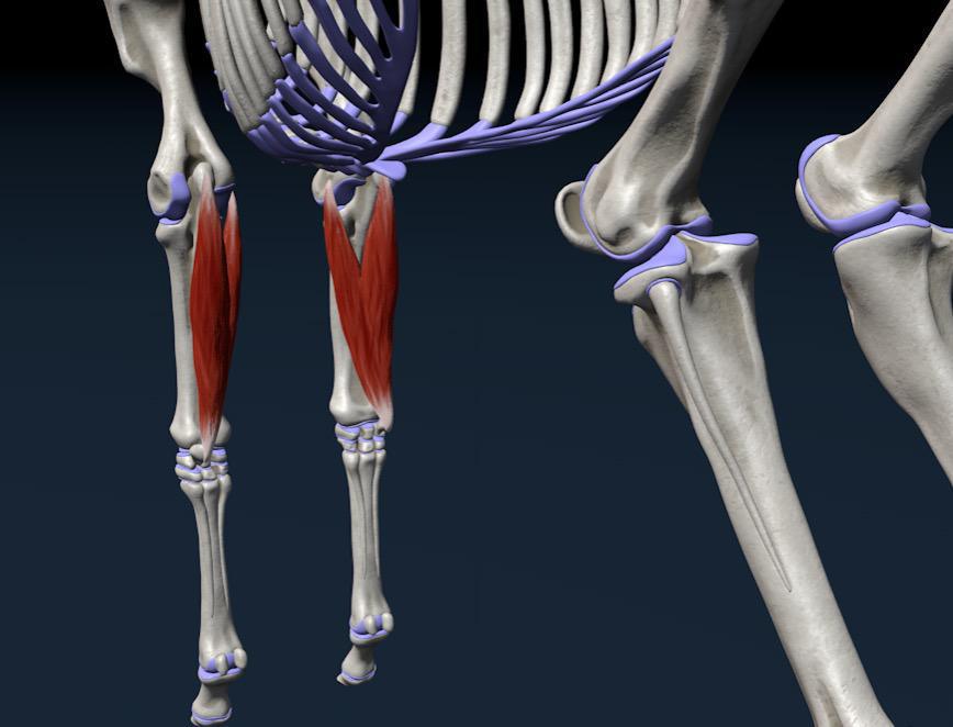 Innerer Ellenbogenmuskel (M. flexor carpi ulnaris)