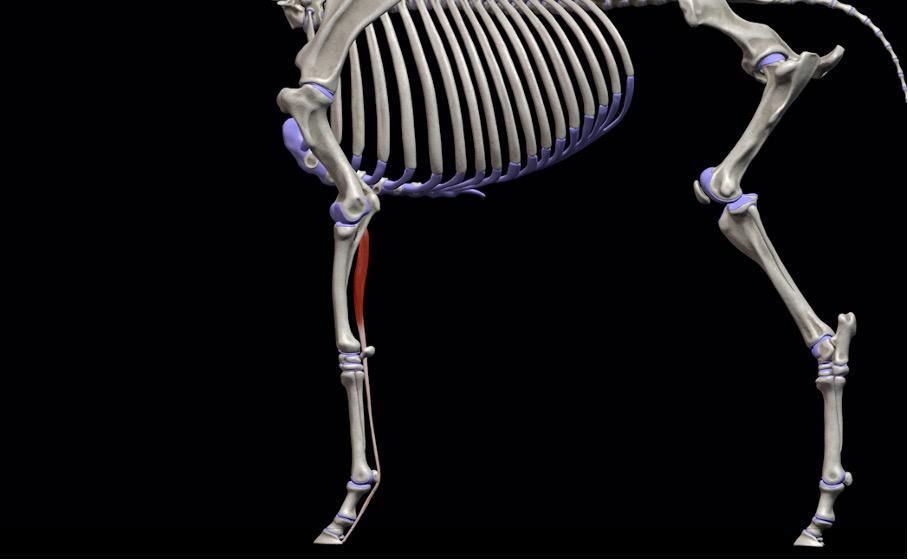 Tiefer Zehenbeuger (M. flexor digitalis profundus VG)