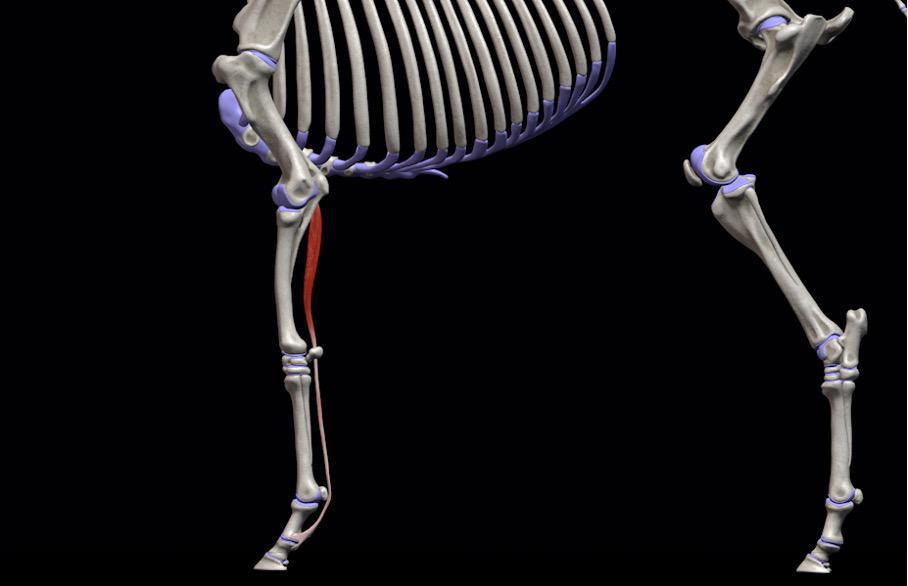 Oberflächlicher Zehenbeuger (M. flexor digitalis superficialis VG)