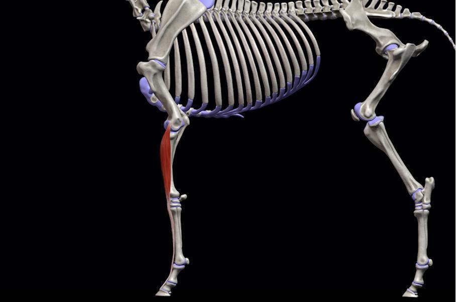 Seitlicher Zehenstrecker (M. extensor digitalis lateralis VG) Seitlicher Zehenstrecker (M. extensor digitalis lateralis VG)