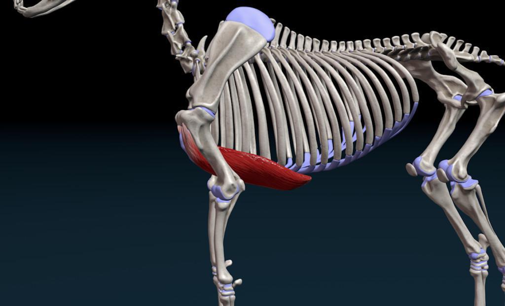 Der tiefe Brustmuskel (M. pectoralis profundus) Der tiefe Brustmuskel (M. pectoralis profundus)