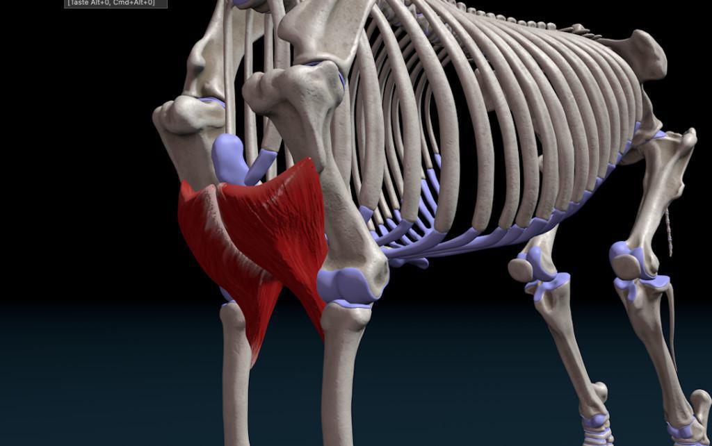 Der schräg verlaufende (M. pectoralis transversus) Der schräg verlaufende (M. pectoralis transversus)