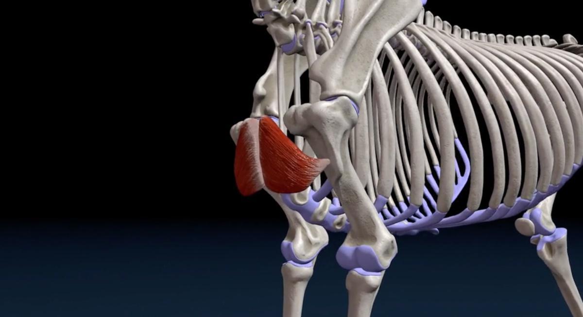 Der absteigende Brustmuskel (M. pectoralis descendens) Der absteigende Brustmuskel (M. pectoralis descendens)