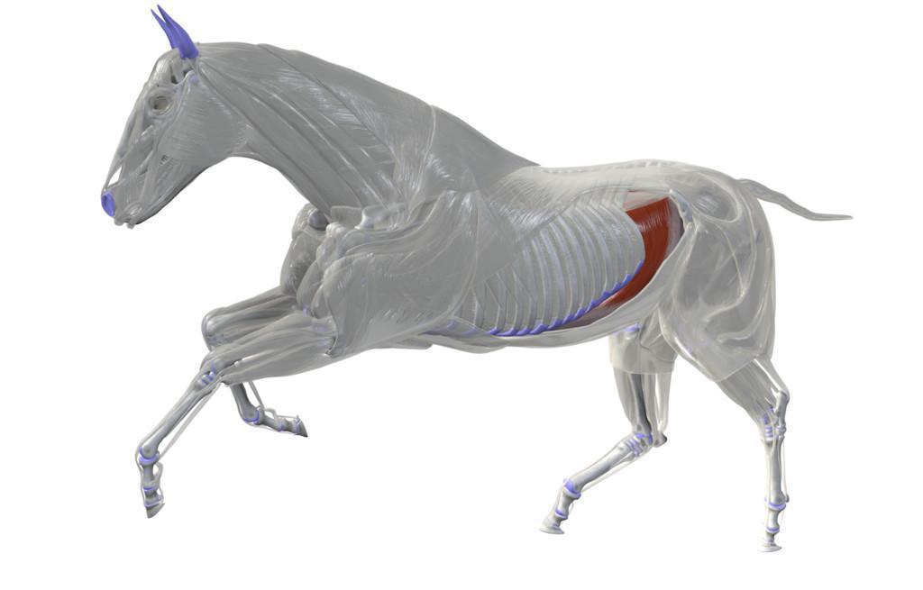 Querbauchmuskel (M. transversus abdominis)