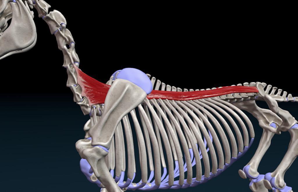 Der Dornmuskel (M. spinalis)