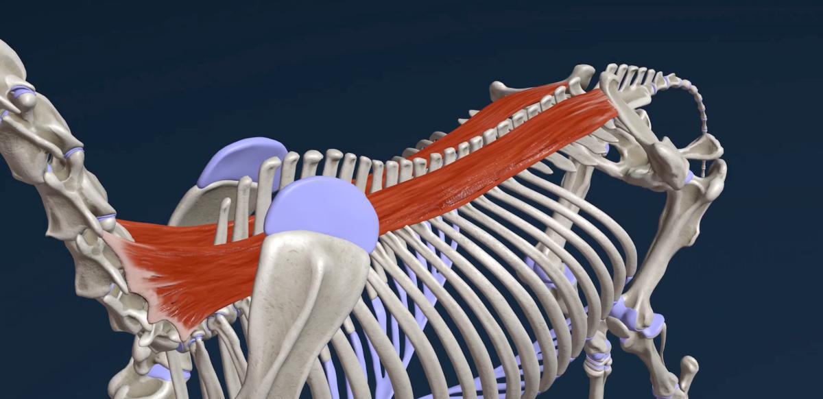 Der Dornmuskel (M. spinalis)