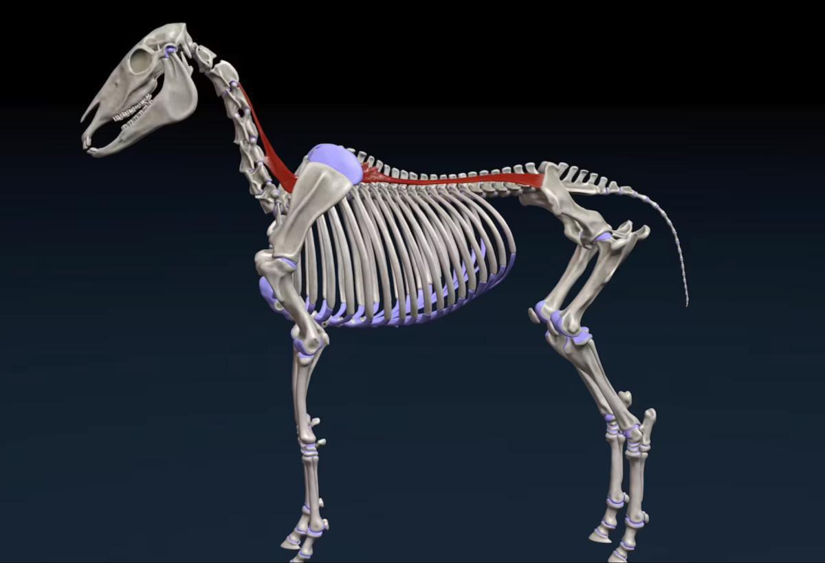 Der lange Rückenmuskel (M. longissimus dorsi)