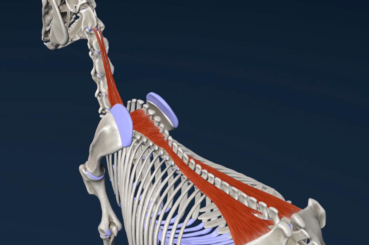 Der lange Rückenmuskel (M. longissimus dorsi)