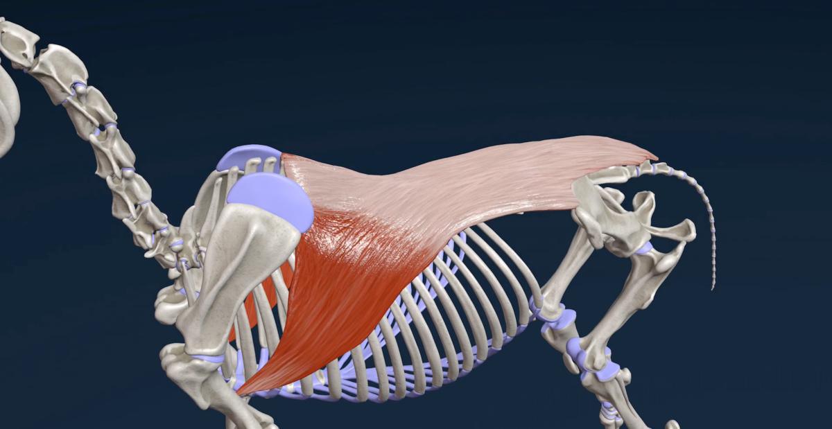 Der breite Rückenmuskel (M. latissimus dorsi)
